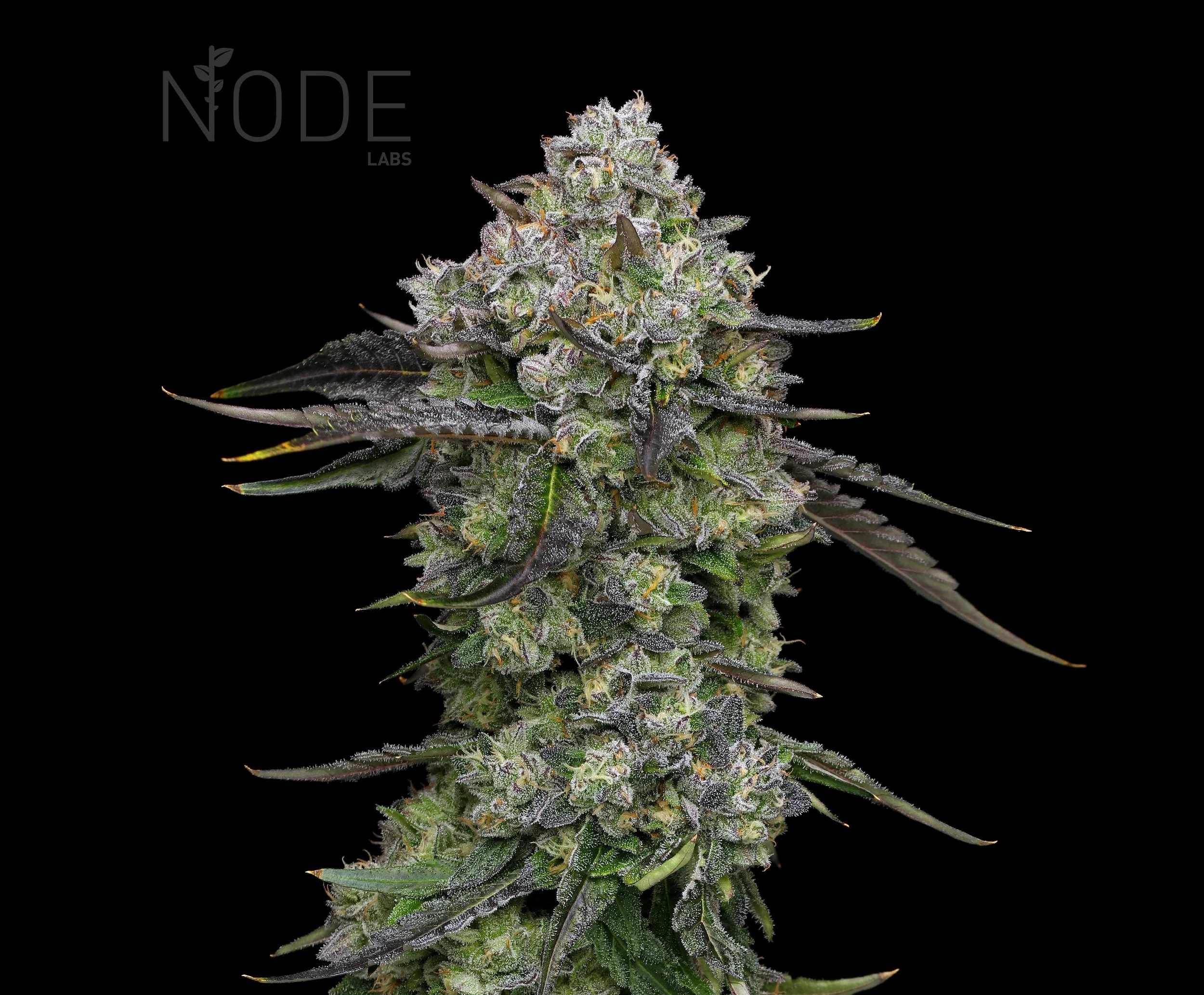 KINGS JAPAN×JOKERD KINGS JAPAN×JOKERD Graphic Kit for ZX-10R 2011-2020